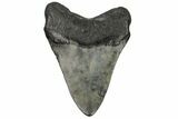 Fossil Megalodon Tooth - South Carolina #186778-1